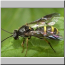 Exenterus amictorius - Schlupfwespe - Parasite of Diprion pini 018b 11mm-fdet02.jpg